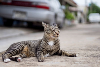 Close-up of cat relaxing outdoors