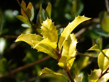 Close-up of yellow leaves