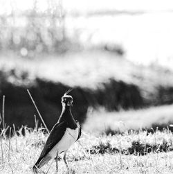 View of a bird on a field