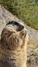 Marmots of the alps - feeding