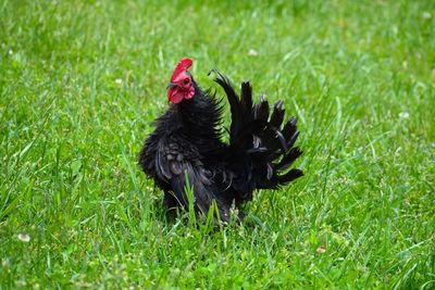 Black feathered chicken in a field