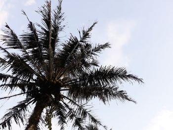 Low angle view of palm tree against sky