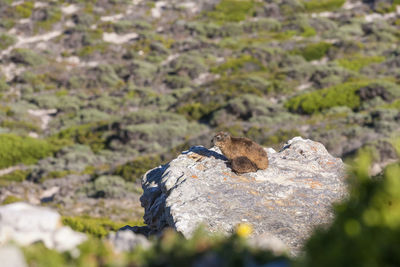 View ofsxall rock hyrax sitting among boulders, cape point area, cape peninsula, south africa