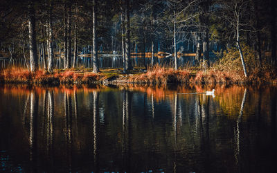 Reflection of trees in lake