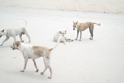View of two horses on field