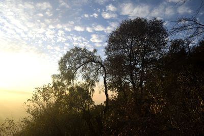 Low angle view of silhouette trees against sky during sunset