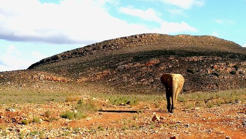 Horse on landscape against sky