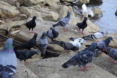 High angle view of pigeons perching