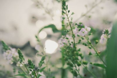 Close-up of fresh green plant