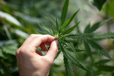 Cropped hand of person holding cannabis plant