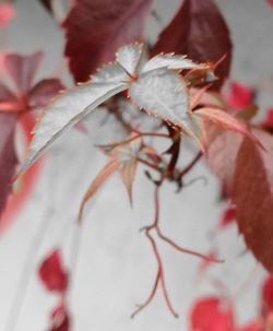 Close-up of red flowering plant during autumn