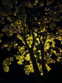 Close-up of yellow tree