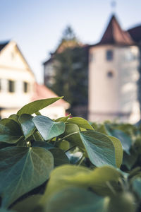 Close-up of plant against building