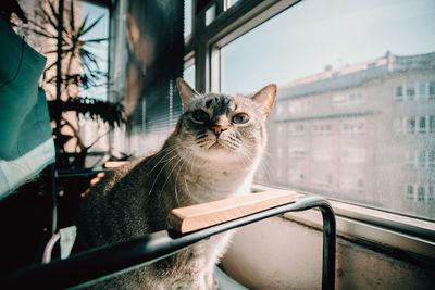 Portrait of a cat looking through window