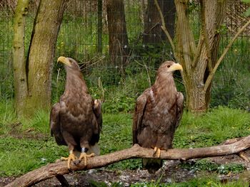 Close-up of eagle perching on tree