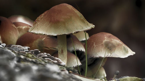 Close-up of mushrooms growing outdoors