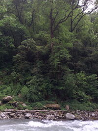 Trees in forest