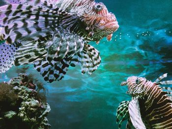 Close-up of fish swimming in sea