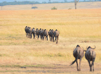 Horses in a field