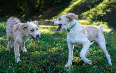 View of a dog on field