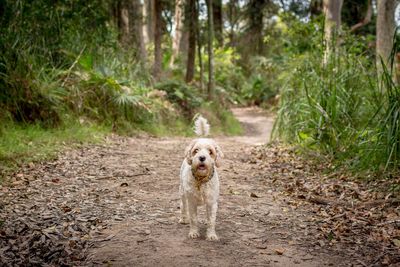 Portrait of dog in the forest