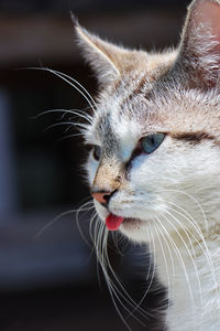 Close-up of cat looking away