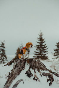 View of an beagle dog on snow covered landscape