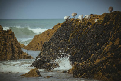 Gulls perched on rocks. sea waves splashing on rocks against sky