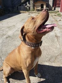 Close-up of dog sticking out tongue