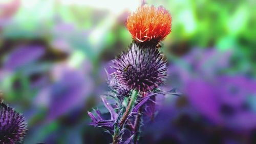 Close-up of thistle flower