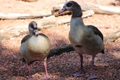 Close-up of mallard duck on land