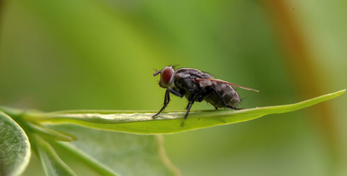 Close-up of insect on leaf