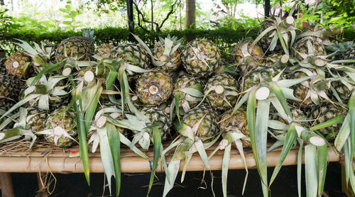 Close-up of plants
