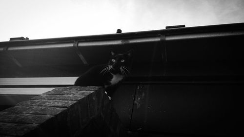 Low angle view of cat looking away against sky