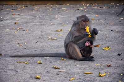 Macaque long tailed monkey, close-up phuket along river genus macaca cercopithecinae thailand asia