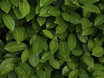 Full frame shot of green leaves