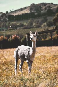 Portrait of lama on field