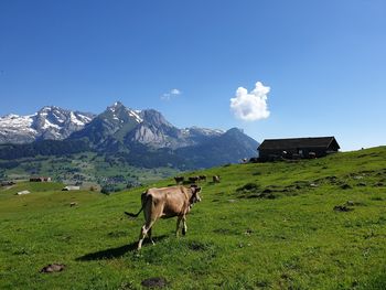 Horse standing on field against mountain range