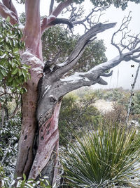 Low angle view of tree