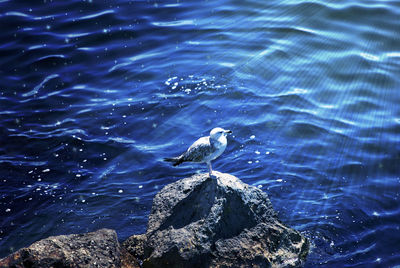 Birds swimming in water