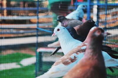 Cropped image of hand holding bird in cage