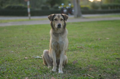 Portrait of dog standing on field