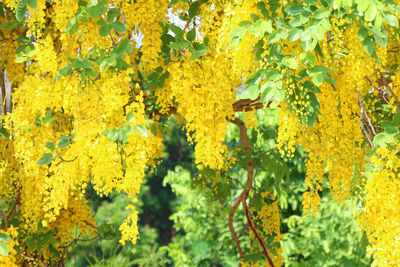 Close-up of yellow flowering plants