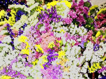 Full frame shot of multi colored flowers