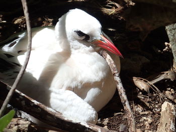 Close-up of white bird