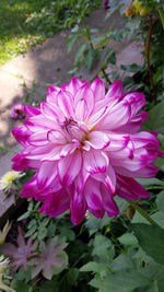 Close-up of pink flower