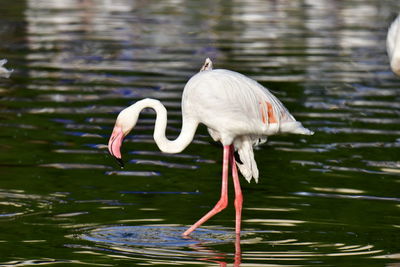 Bird on a lake