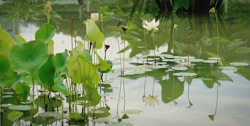 Lotus water lily in lake