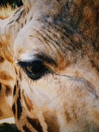 Close-up portrait of a horse