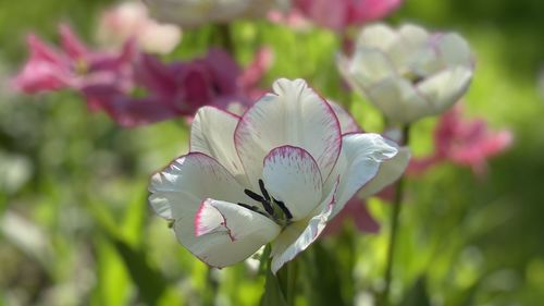 Close-up of white flowering plant